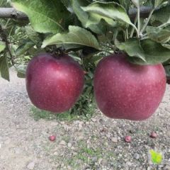 会宁红星，花牛苹果
