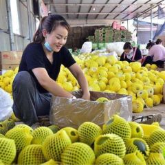花蕾甜瓜再不来就没机会了！