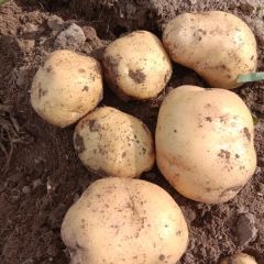 本地土豆大量上市欢迎各界商家前来洽谈！