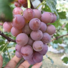 饶阳巨峰葡萄口感好