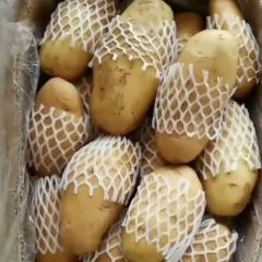 安丘精品冷库土豆开库了