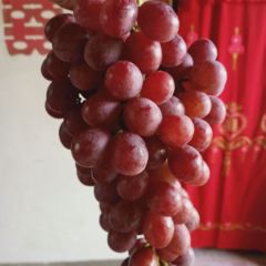大量供应精品红堤葡萄
