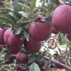 甘肃会宁新红星，花牛