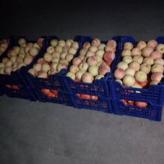 山东聊城水蜜桃成熟！需要联系