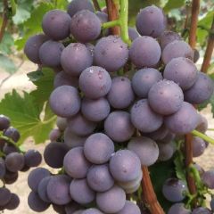 冠县巨峰葡萄大量上市