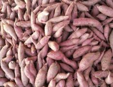 湖北宜城紫薯红薯产销两旺