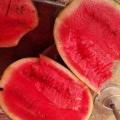 专业代卖西瓜二十年。