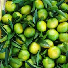 湖南省永州市回龙圩特早蜜桔火爆上市诚信代办！！