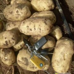 老李代办河北坝上土豆，各种品种，配货快，交通方便