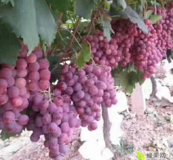 2020年陕西临渭红提价格