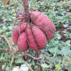 红皮白心红皮红心都有货