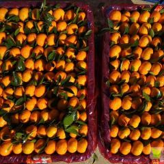 江西南丰 精品 蜜橘中熟蜜广（棉桔）价格