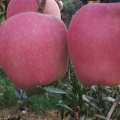 纸袋红星 大量现货 产地批发