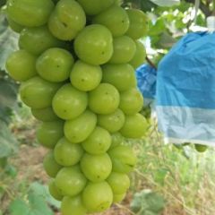 阳光玫瑰葡萄，夏黑葡萄价格10-15元/斤，10斤起售