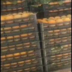 产地优质货源。质量保证。