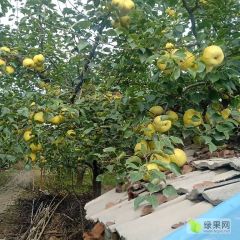 安徽砀山酥梨大量供应