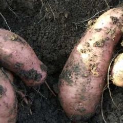 湖北宜城红薯大量上市了