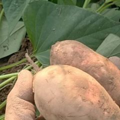 大量出售优质红薯