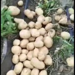 宁安市土豆上市了……