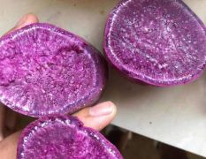 湖北省宜成市精选紫薯已经大量上市