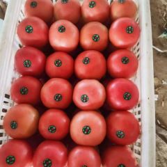 硬粉西红柿 供应各大电商。