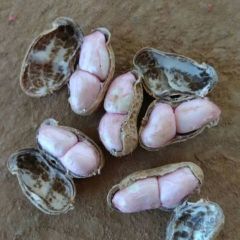 2020叶县鲜花生 可以供应各地批发市场