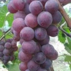 威县巨峰葡萄大量供应