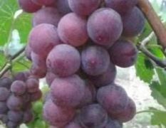 威县巨峰葡萄大量供应