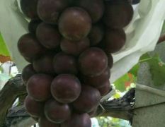 大荔县葡萄价格 大量供应葡萄，品质好
