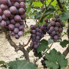 威县巨峰葡萄基地，大量上市中！