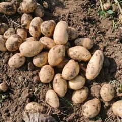 马铃薯之乡，老板的财富中心