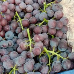 河北省辛集市巨峰葡萄基地