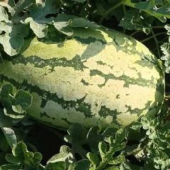 内蒙古赤峰市翁牛特旗双红金城五，大量开园