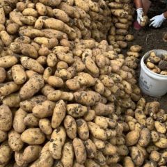 平度土豆大量上市中，有需要的联系我