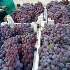 河北威县巨峰葡萄大量上市