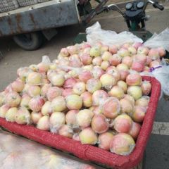 山东潍坊嘎啦苹果大量成熟了