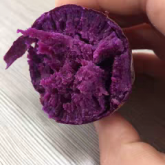 大量收购济薯26 商薯19紫薯