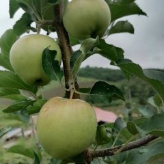 黑龙江省林口县柳树镇绿园果园合作社水果种植基地