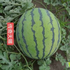 内蒙赤峰翁牛特旗上千亩西瓜8月20日开园