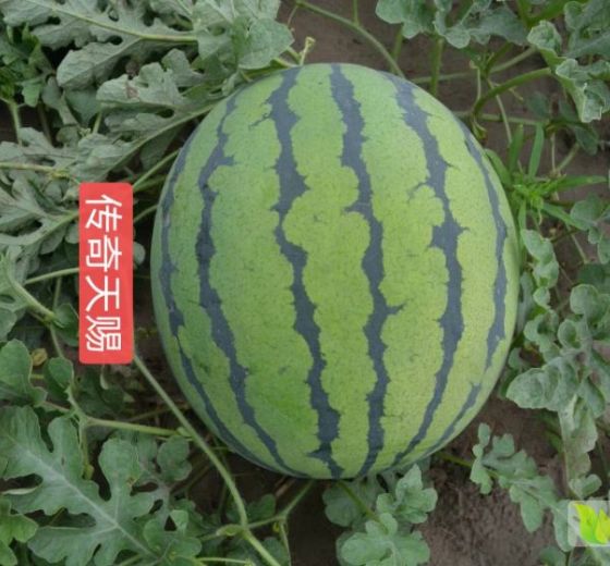 金城5号价格