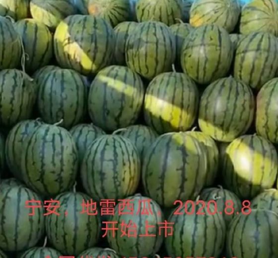 地雷瓜价格