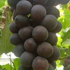 辽南巨峰葡萄大量上市中口感甘甜