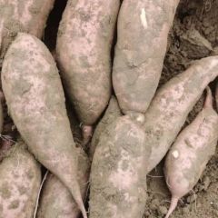 龙薯九号，大量上市