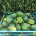 山东省阳谷县 我自己田地种了几十亩的西瓜