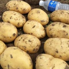 扶余周边大量上去尤金885，杠三七