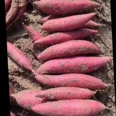 西瓜红，龙薯九大量有货