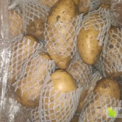 大量出售荷兰土豆