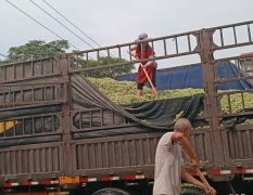浚县大宗韭菜花质量上乘诚信合作，八月中旬大量供应，十吨起售，非诚勿扰