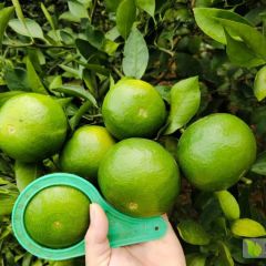 现大量优质柑桔上市