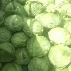 旱地精品甘蓝21